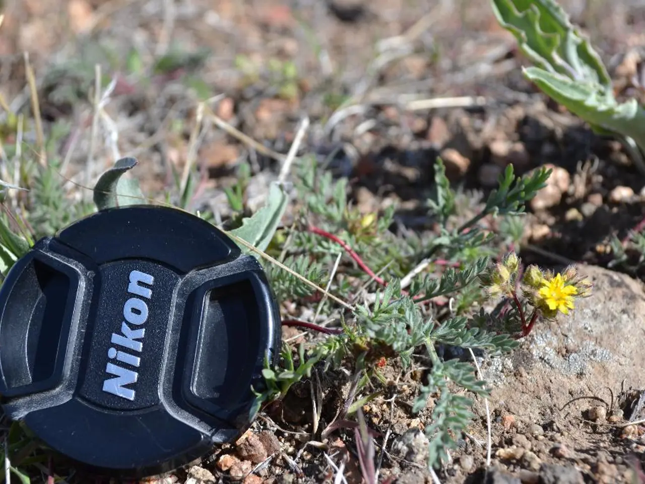 Strategies for Achieving an Immaculate, Lush Yard