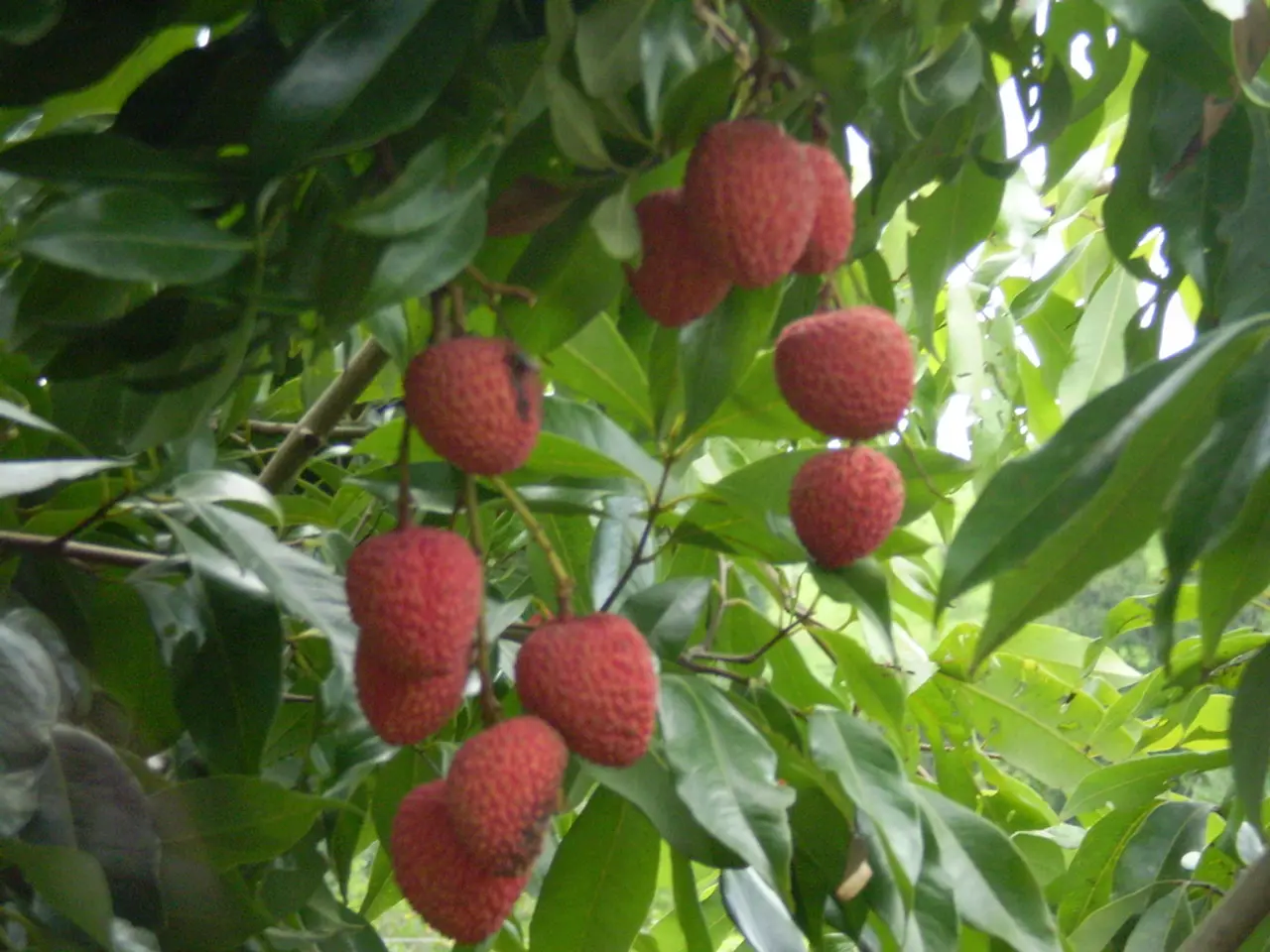 Strawberries can indeed be harvested in the first year, according to a knowledgeable gardening...