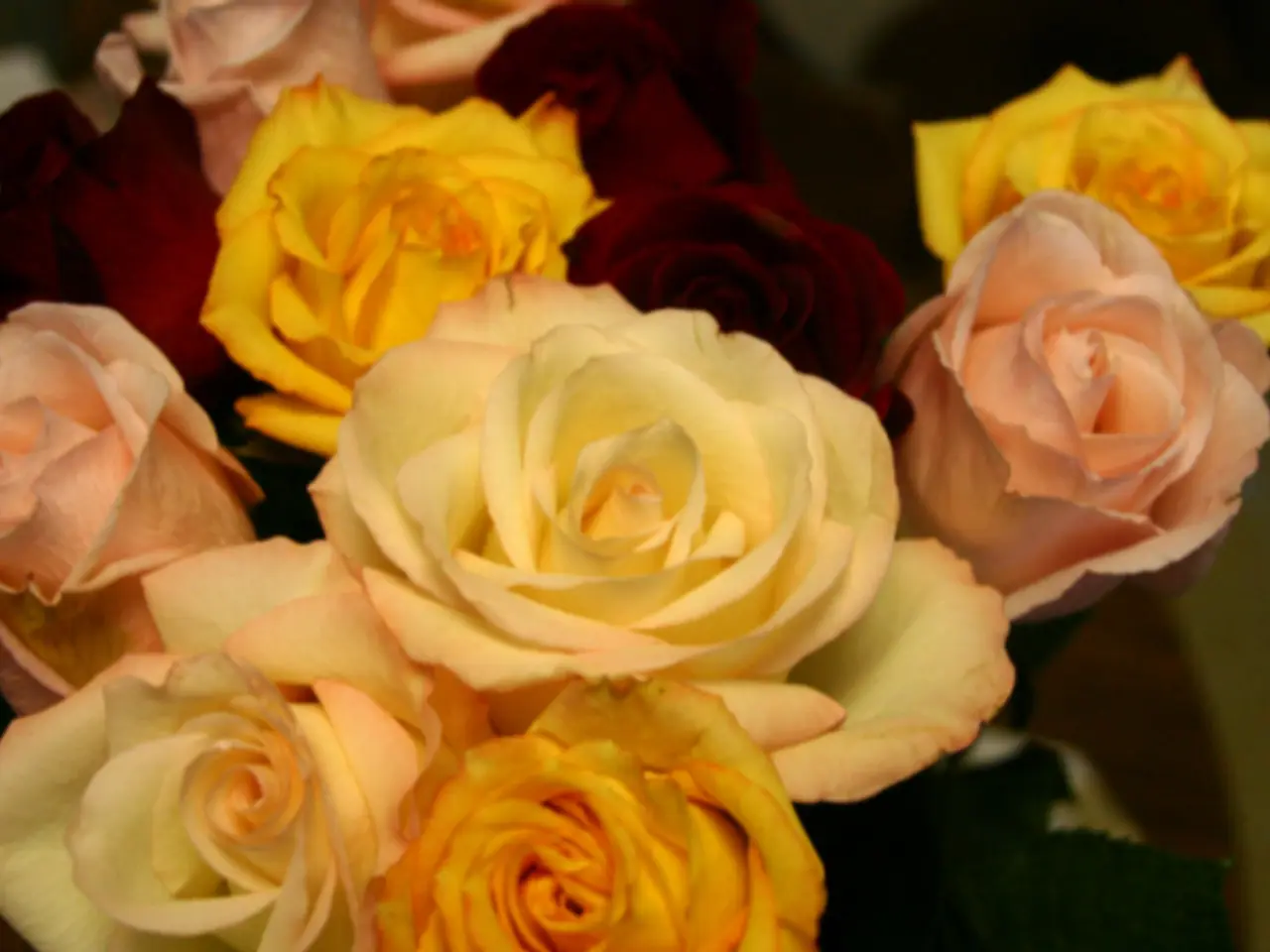 A Detailed Overview of Rose Varieties: Assistance in Selecting the Ideal Blossom for Your Floral...