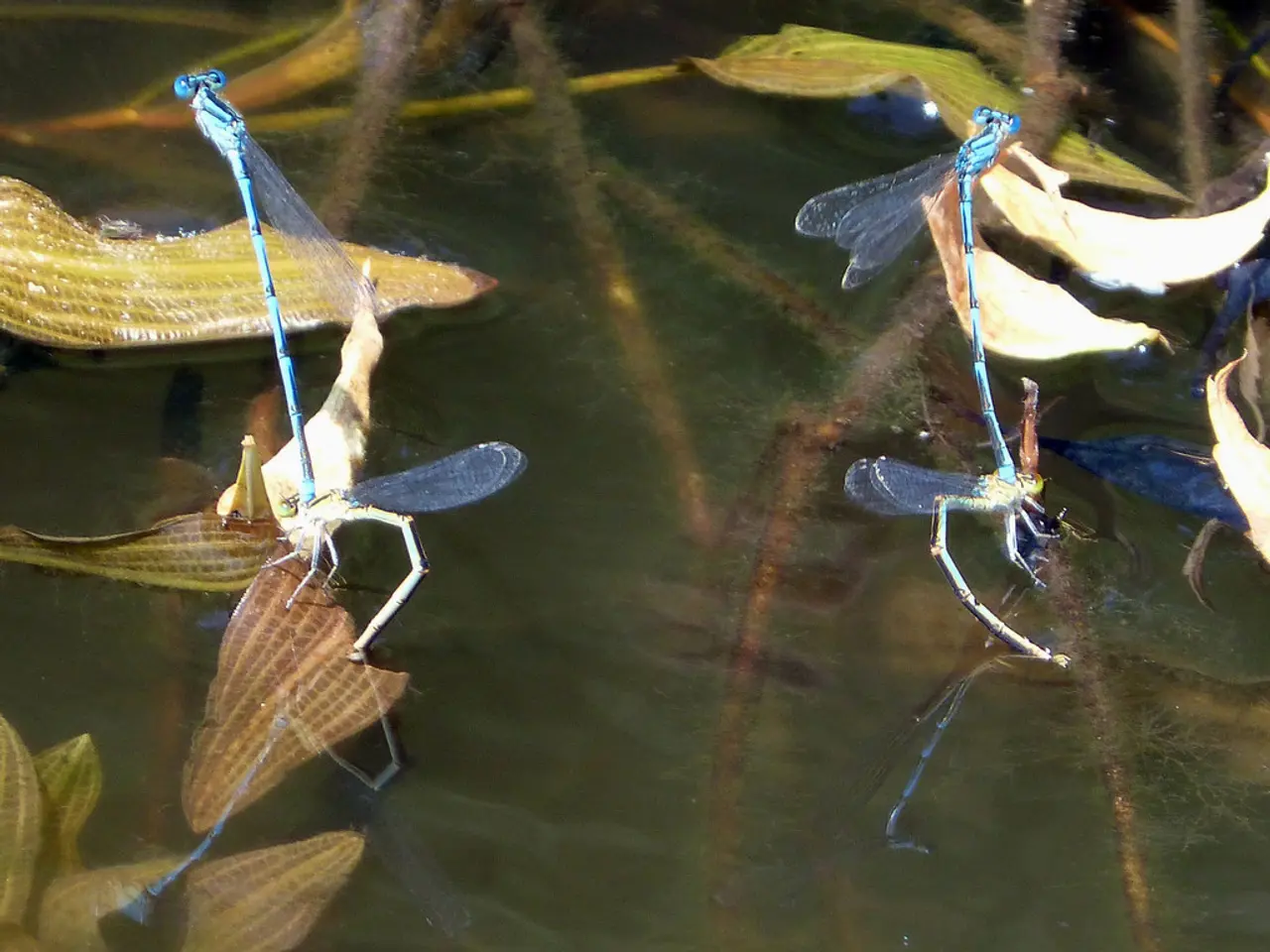 Vibrant Aquatic Habitat via Permaculture Methods: Nurture a Thriving Eco-system