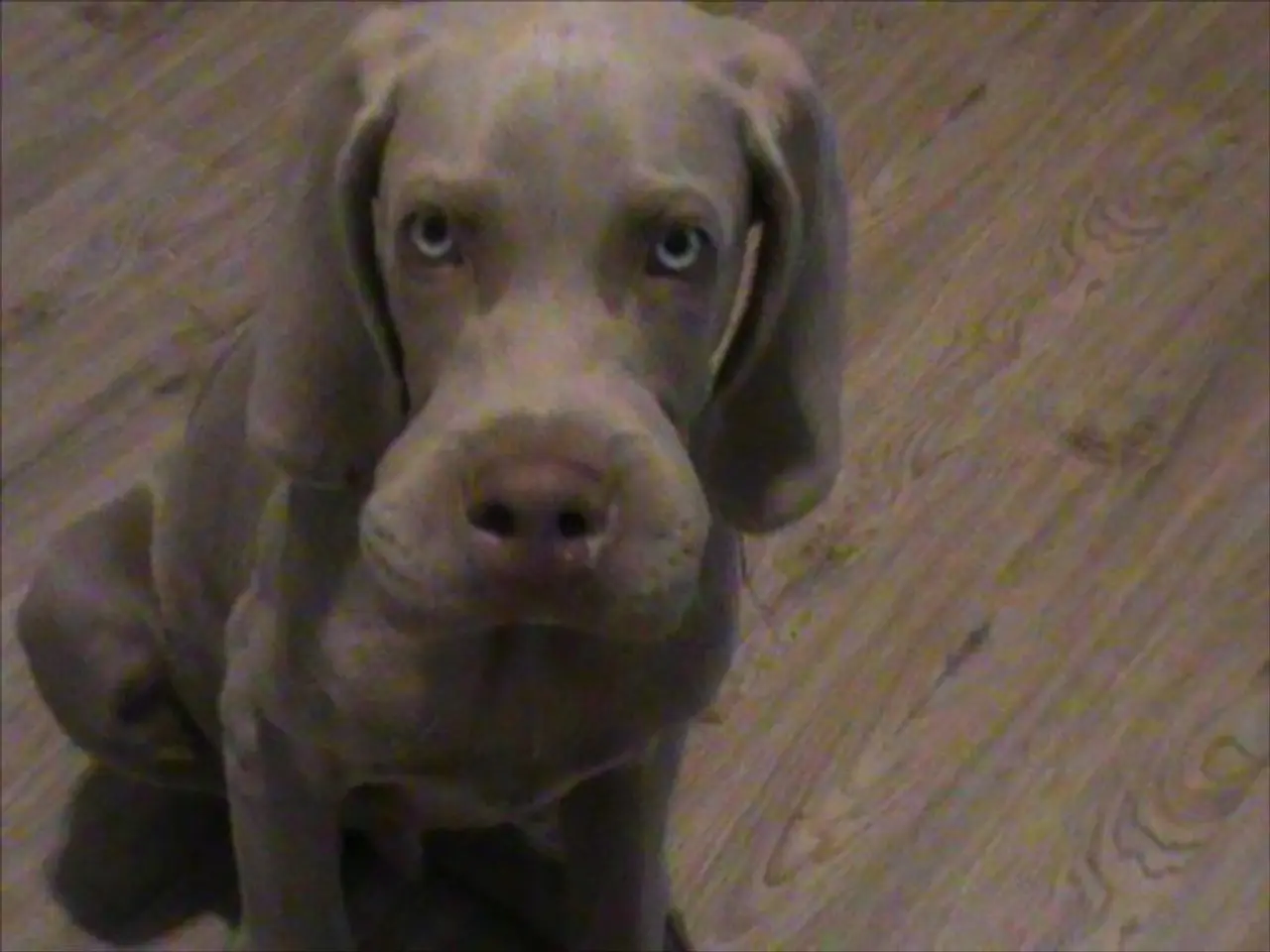 Discounted Furbo 360-degree Dog Camera drops by 51% during Amazon Prime Day, marking the cheapest...