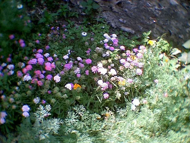 9 Suitable Perennials for Cultivating a Vibrant and Thick Flower Bed