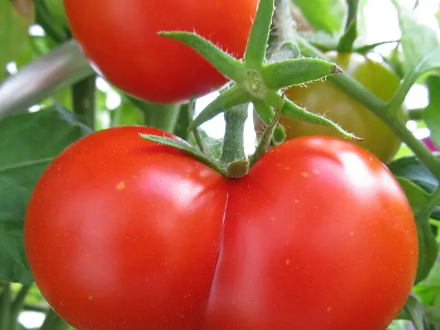 Tomatoes Lose Leaves in Under 5 Minutes Chemical-Free: Saving Money as Neighbors Shell Out on...