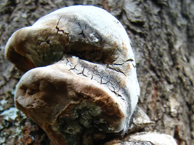 Eradicating Pests: A Guide to Eliminating Fungus Gnats in Terrariums