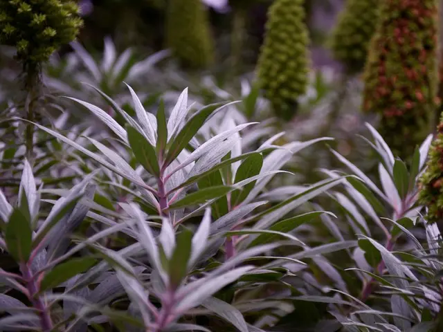 Top-Notch Indoor Greenery for Dim Areas: Brighten Up Your Space with These Excellent Choices