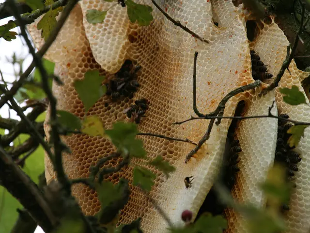 Encourages conservation through DIY eco-friendly initiatives