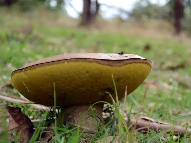 Locate mouse: Crypto-miner dwells amidst the mushroom woodlands?