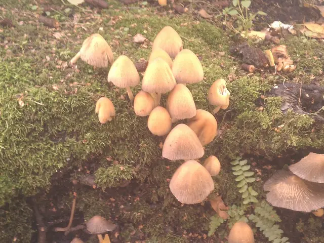 Hide-and-Seek Mystery: The Rodent's Concealment Amongst the Fungal Forest's Foliage