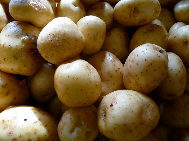Harvesting Potatoes: A Guide on Choosing the Ideal Moment for Plucking