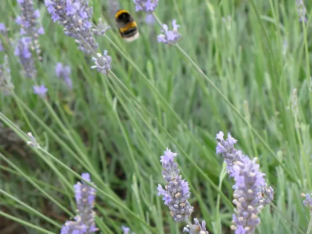 Guidance on Inviting Bees to Your Garden and Their Role