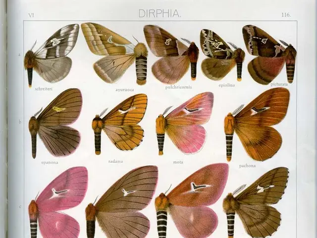 Crafting Moving Paper Butterflies