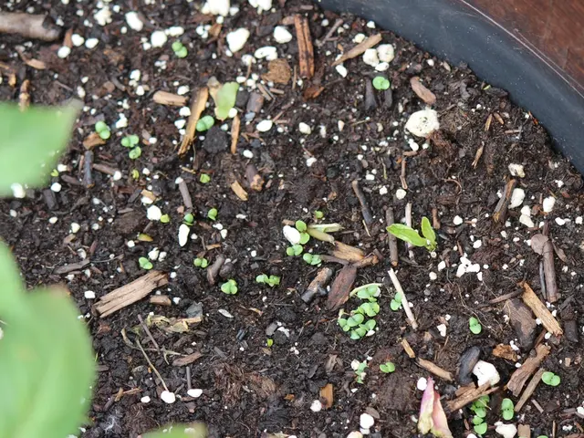 Adjusting Soil pH for Plant Health: Experts Reveal Their Favorite Methods