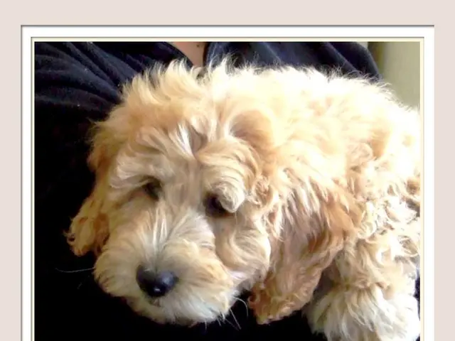 "Which Dog Breed Suits You Best? Comprehensive Examination of renowned Canine Species"