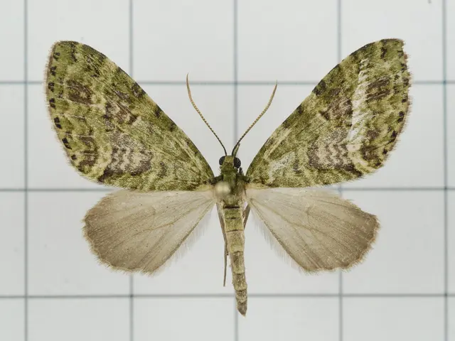 Tailed adornments of butterflies