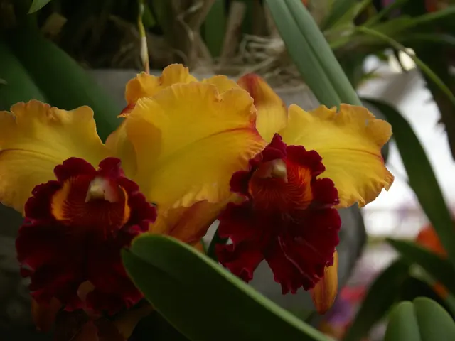 Revive Your Yard with a Re-bloom of Flowers from The Hampton Hack: Learn the Secret Technique for...