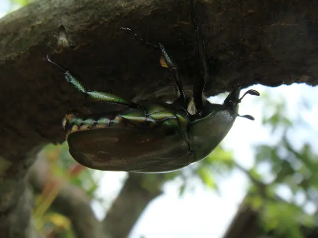 Predatory Insects with Lace-Like Exoskeletons cause Havoc