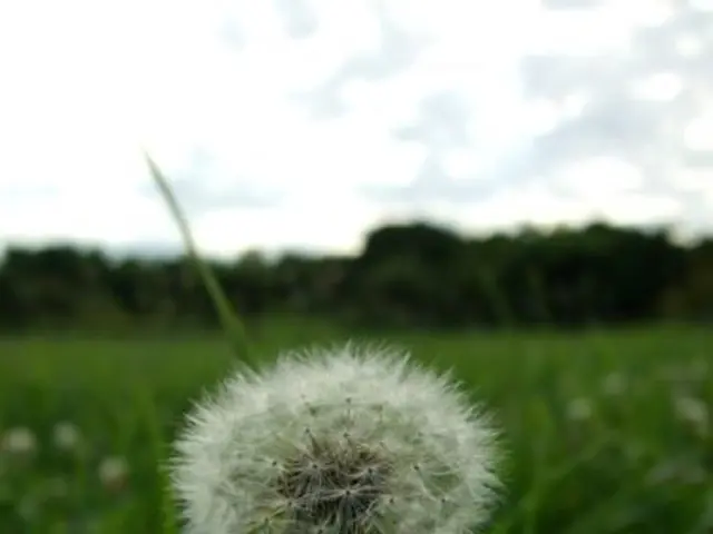 Management of Dandelions