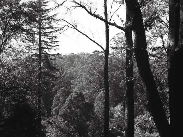 Over a Million Trees Planted in North Rhine Region