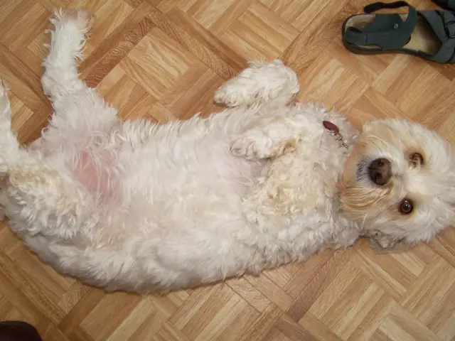 Experiment with this dog trainer's unexpected strategy to curb your pet's enthusiasm for leaping at...