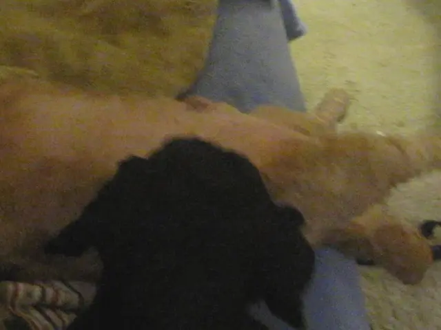 Strategies for Training a Pup to Slumber Peacefully: Expert Advice from a Veterinarian (5...