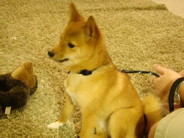 Guide for training your pup to adapt to solitude (requires a bit of persistence, but the long-term...