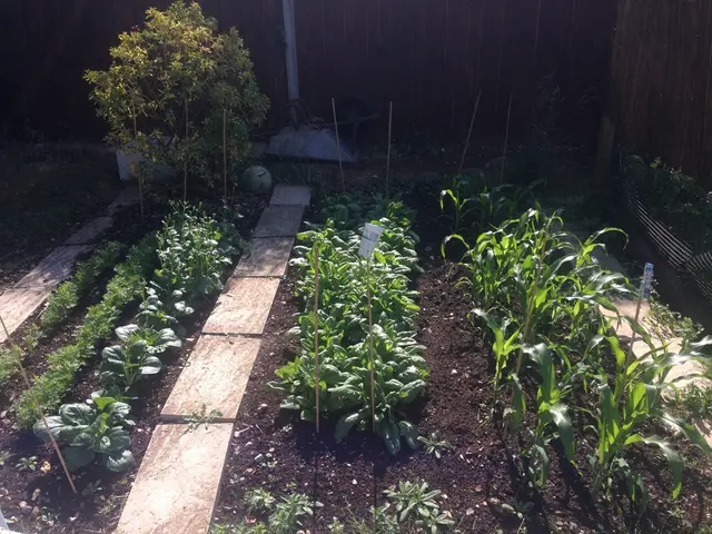 Exploring Spectacular Philodendrons: Discovering 8 Trailings and Non-Climbing Indoor Options