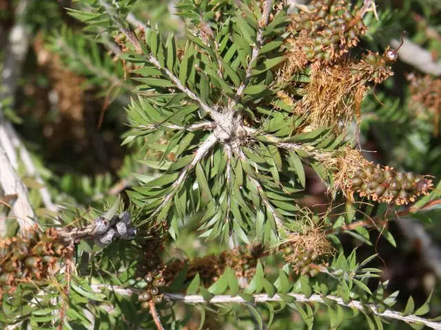 For optimal growth of your citrus trees, the best time to fertilize is during their active growing...