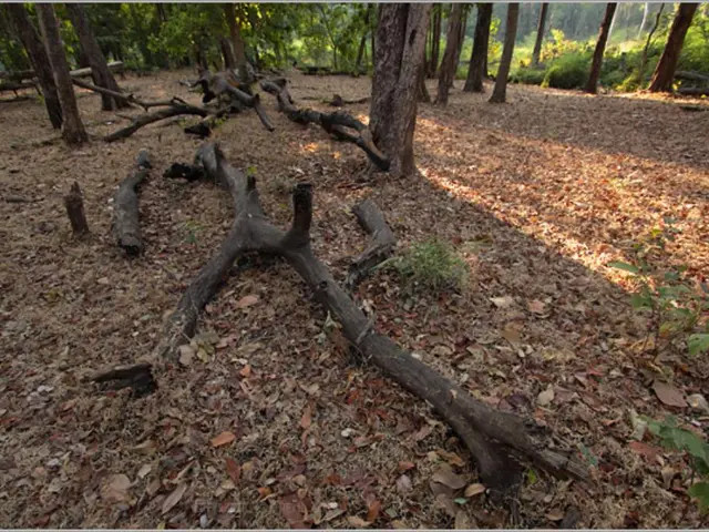 Transforming a Tree Stump into a Flower Pot: A Comprehensive Guide for Garden Lovers