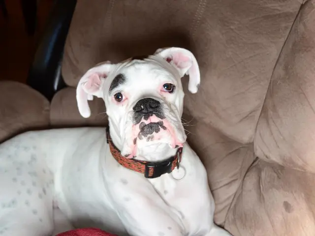 Guide for Eliminating Canine Urine Stains from Car Seats