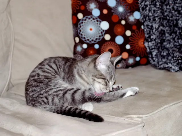 Guide to Top Dog and Cat Sleeping Essentials: Recommended Beds and Accessories for Perfect Pet Rest