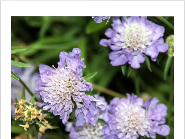 Predicted Home Decor Trend for the Year: Embracing the 'Portuguese Girl Aesthetic' for a Stylish...