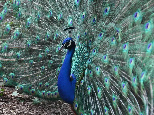 August Tasks for Peak Garden Maintenance