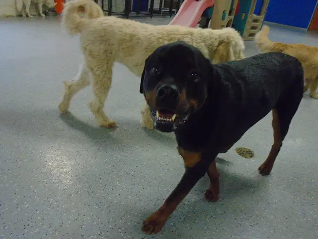 Austrian Canine Paradise: Discovering the Joy and Happiness of the Four-Legged Residents Here