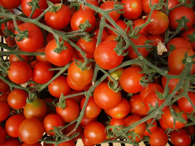 Guidelines for Maximizing Cherry Tomato Growth and Harvest