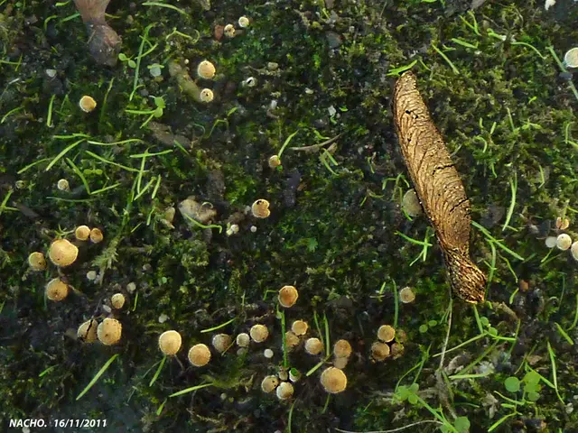 Kuwait intends to launch two cultural marketplaces, positioning one in the north and one in the...