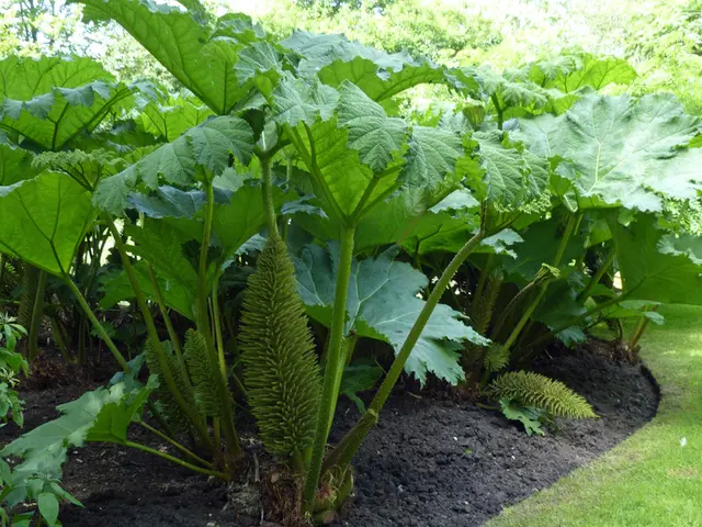 Which option is preferable for growing plants: placing them directly in the ground or using raised...