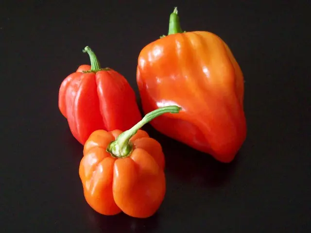 Tips for Cultivating Bell Peppers Successfully