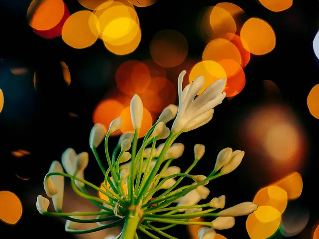 Indoor Plants Thriving in Dim Light