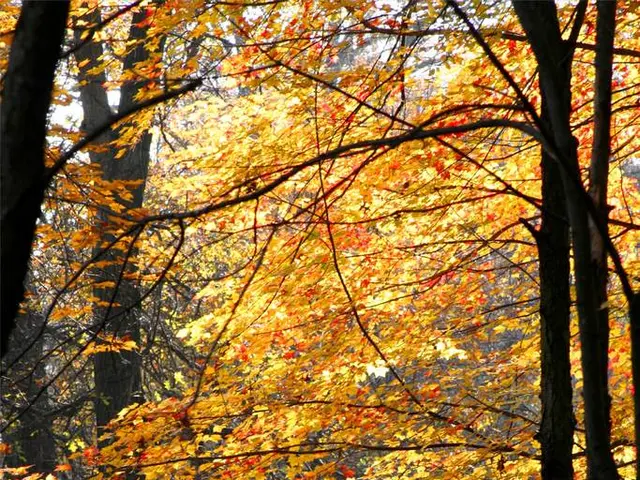 Urban Forests - Could Mini Forests Safeguard Our Metropolises?