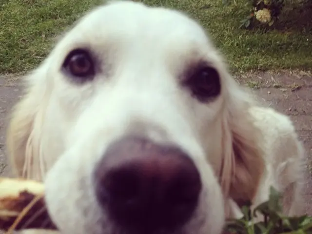 Lübeck's Canine Companion #12: Animal Welfare Update