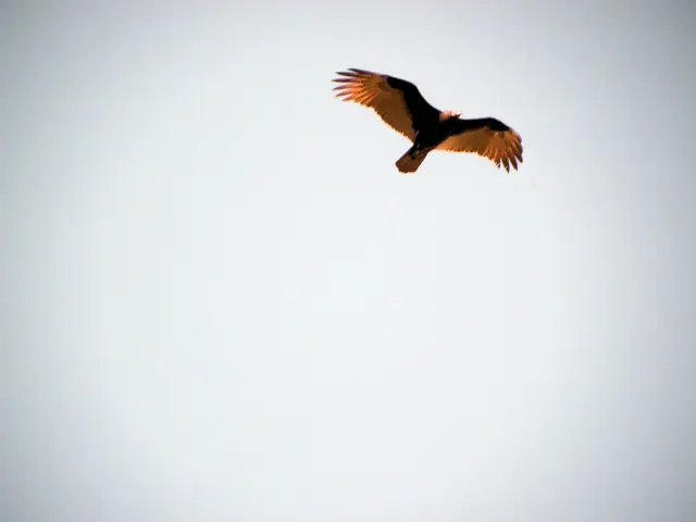 Aerial spectacle at the Hankensbüttel Otter Sanctuary: watching avian activities unfold