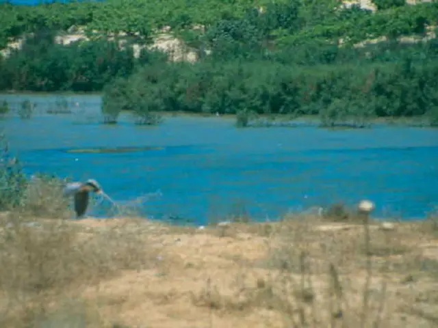 Plants Well-Suited for Moist Soil: Top Choices to Explore