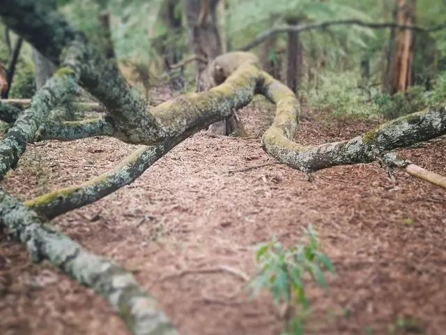 Google Partners in Soil Compression Project in Bemowo Forest, Warsaw on June 11, 2025