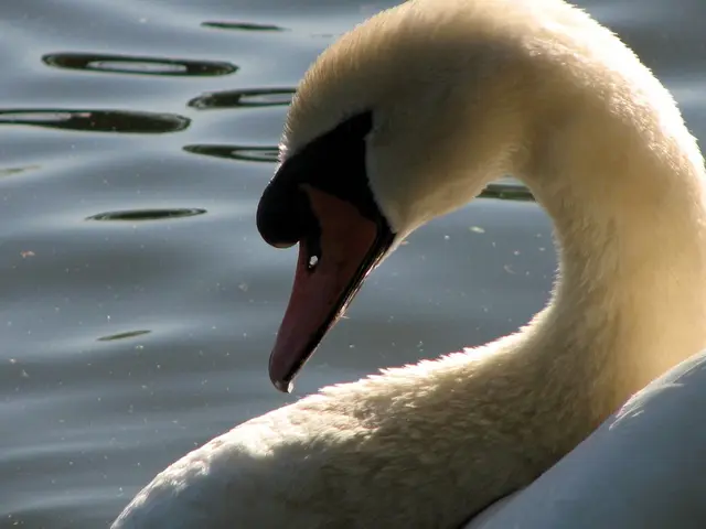 Lone Swan in Ilsenburg Yearns for Companionship