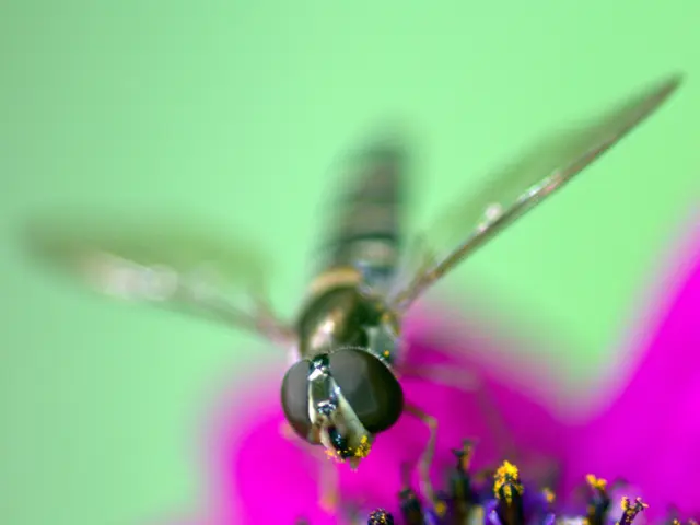 Infused Honey with Herbs Recipe | Gardenuity's Culinary Guide