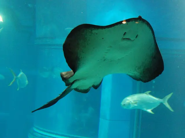 Genetic Matching Tool for Different Species