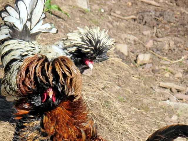 Understanding Chicken vs. Hen: While Both Are Domesticated Fowl, Recognizing Chicken from Hen...