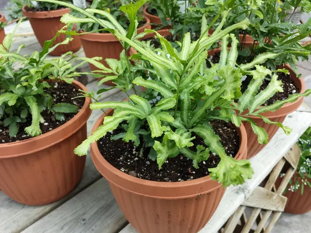 Crafting Your Own Philodendron Potting Mixture: A Simple Guide for Popular Tropical Indoor Plants