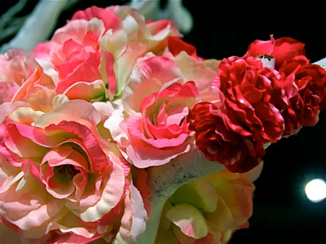 Interpreting the Hues of Roses: Unraveling Colors' Significance and Symbolism