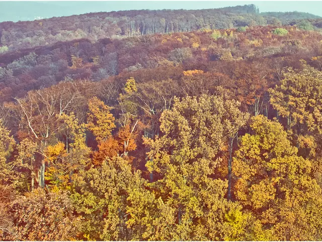 Forest Cleanup in Warsaw's Sobieski Forest Area, Led by Sungrow, on April 16, 2025